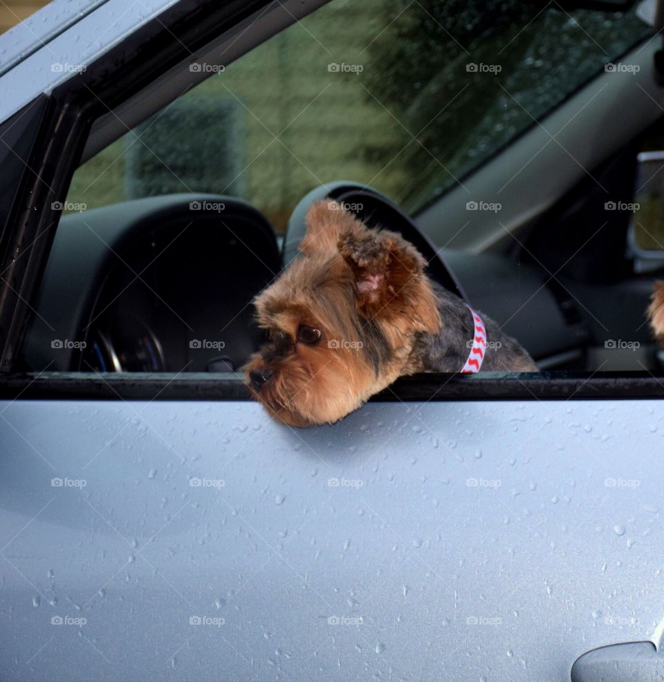 Dog in car window
