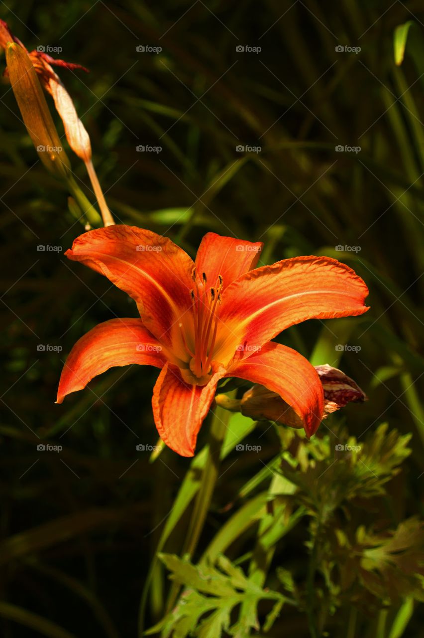 orange lily