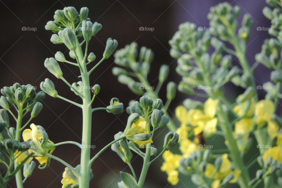 Saudáveis flores de brócolis