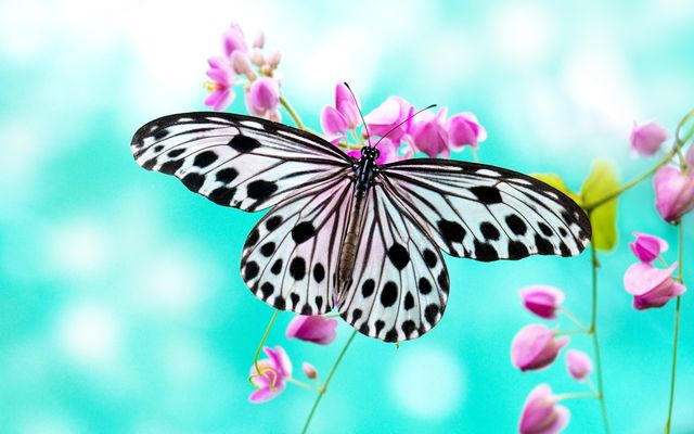 butterfly