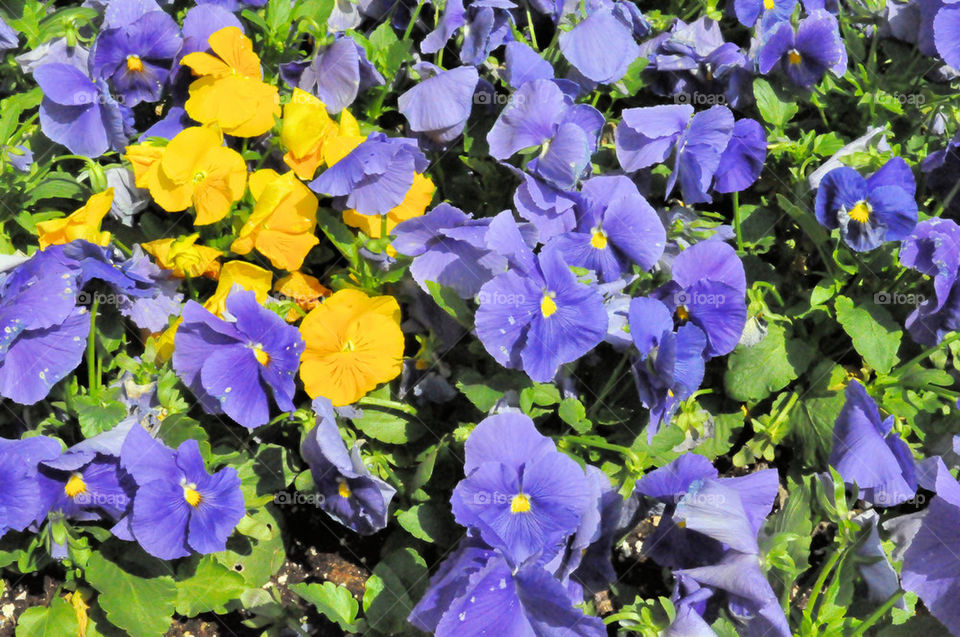 green flowers yellow flora by refocusphoto