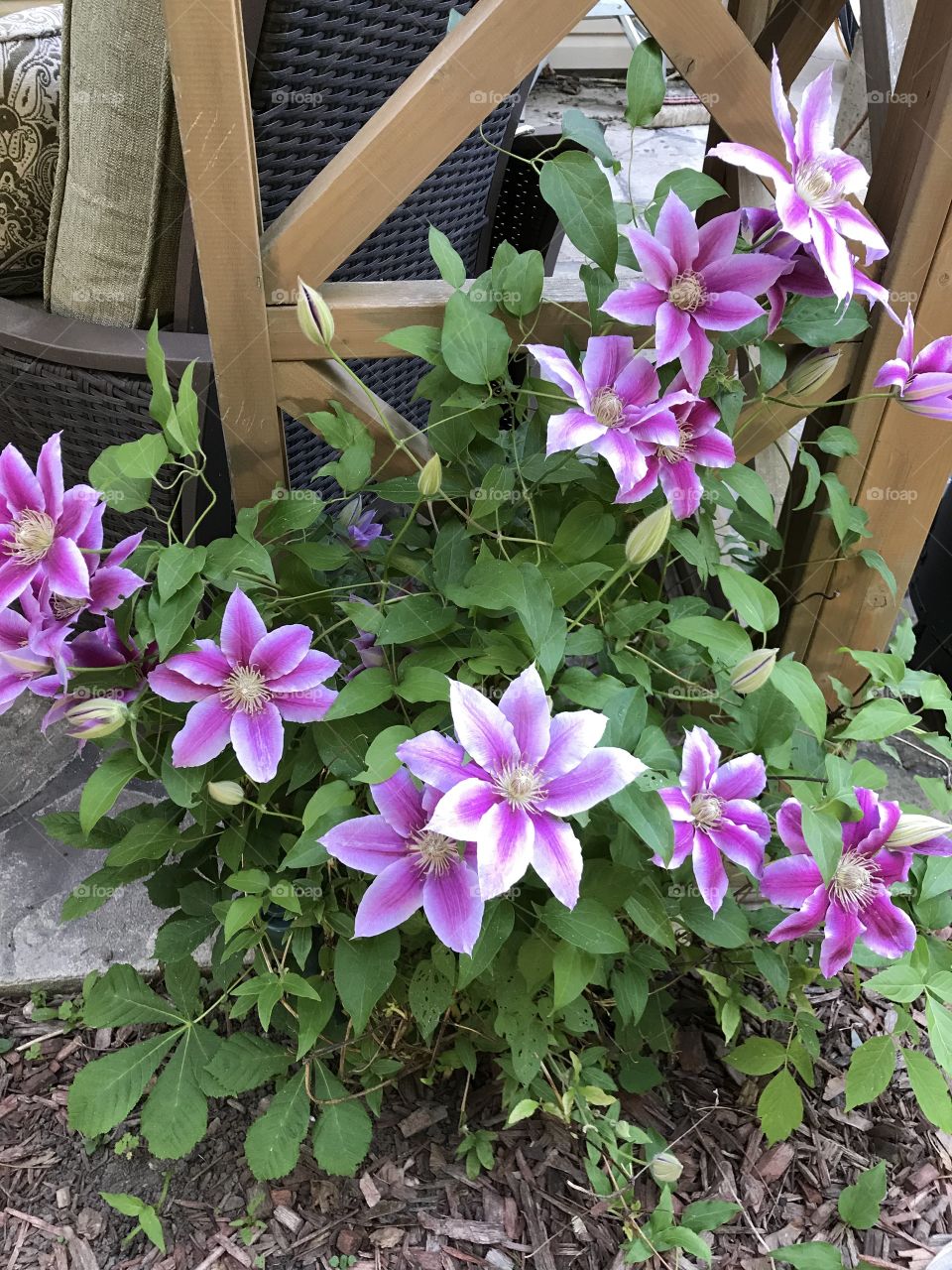 Flowers in the garden 