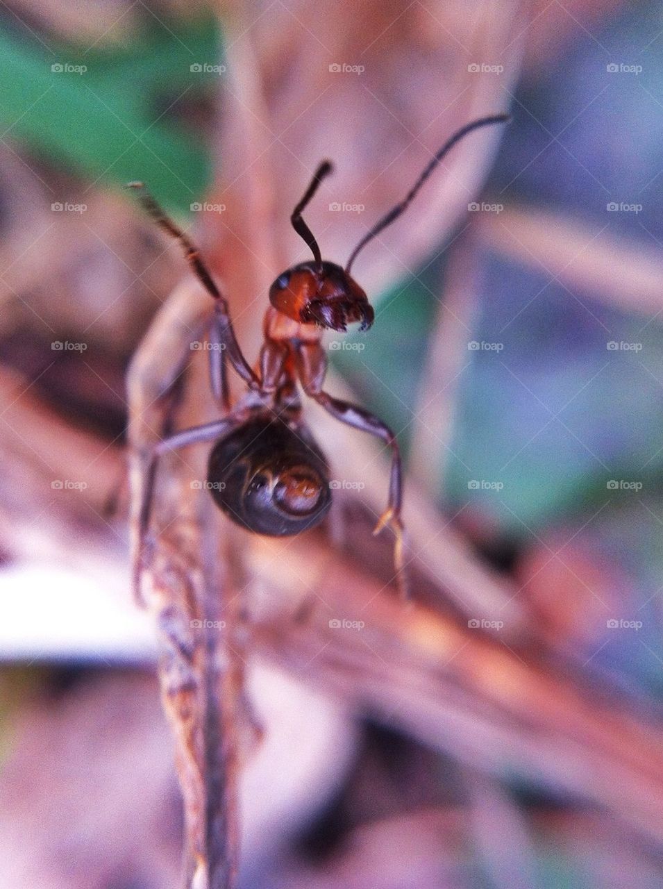 landscape nature macro closeup by miss_falcon