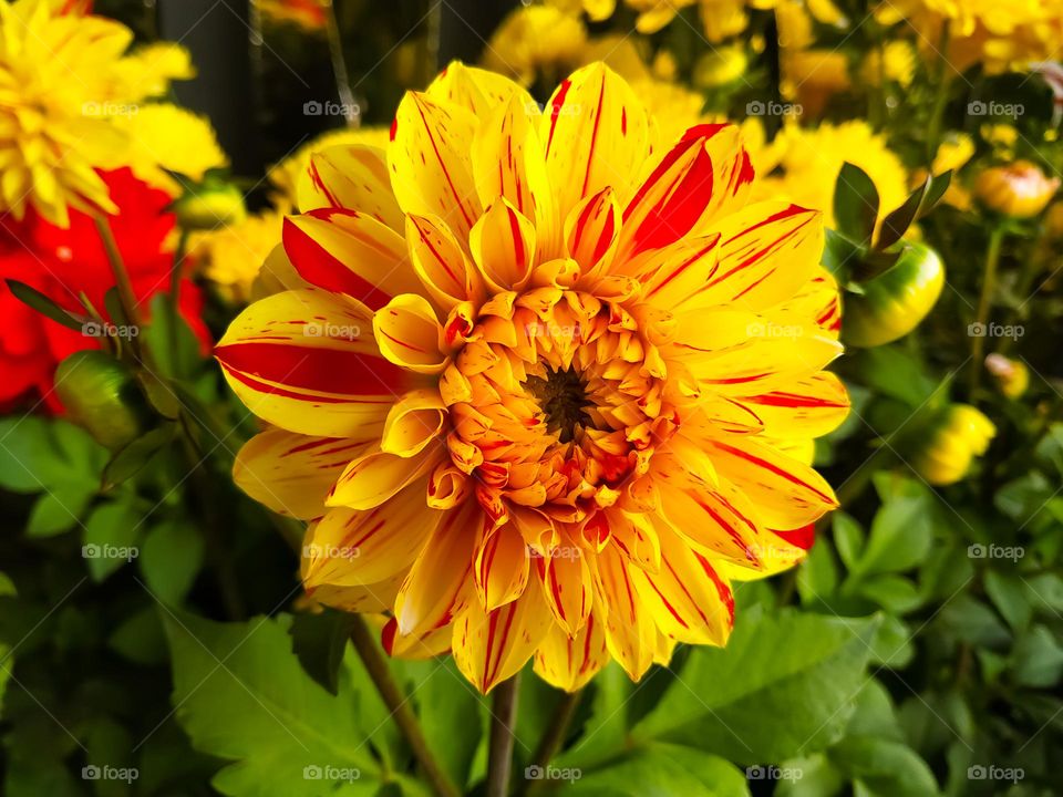 A beautiful dahlia pinnata yellow and red flower in full bloom