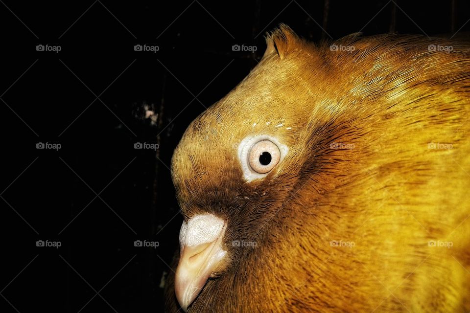 A Beautiful Pigeon Bird