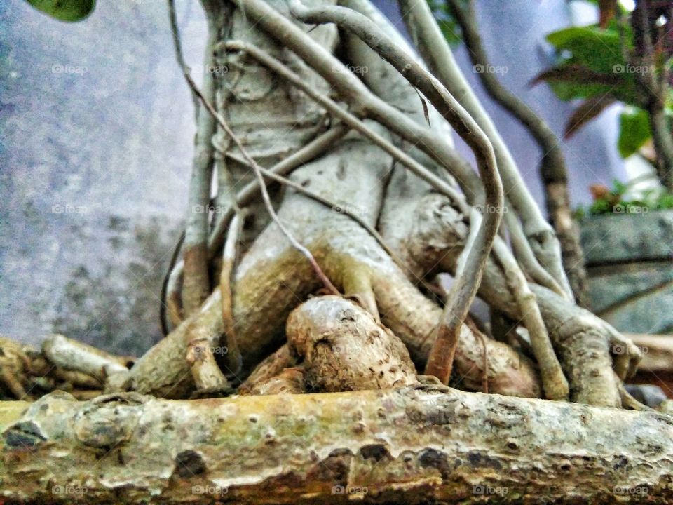 Macro shot of roots of a bo