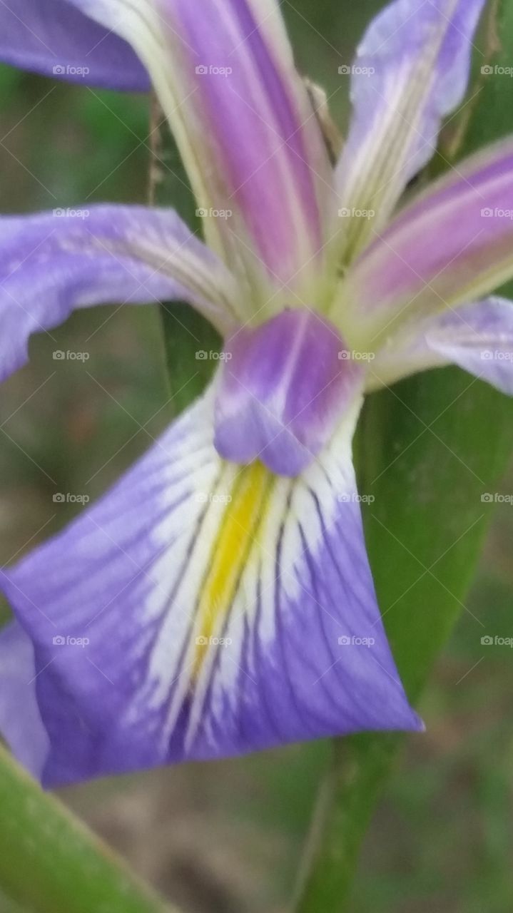 wild louisiana iris