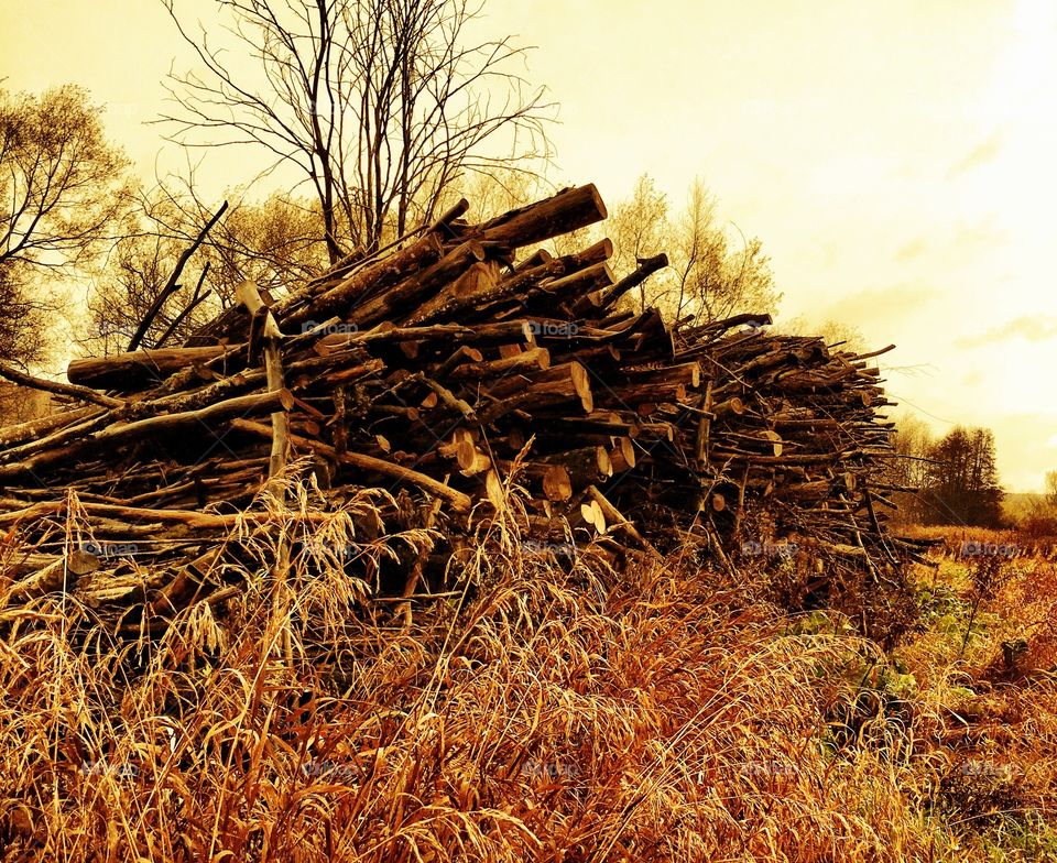 High angle view of fallen trees