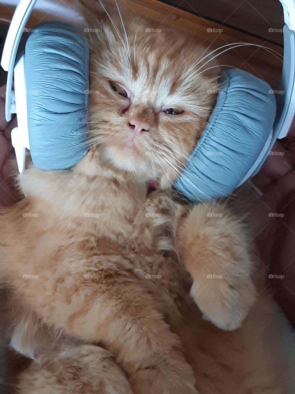 cat listening to music with headphones, classical music to sleep, persian cat breed, fluffy, light brown, watery eyes, snub nose, shot legs, funny cat, cute cat