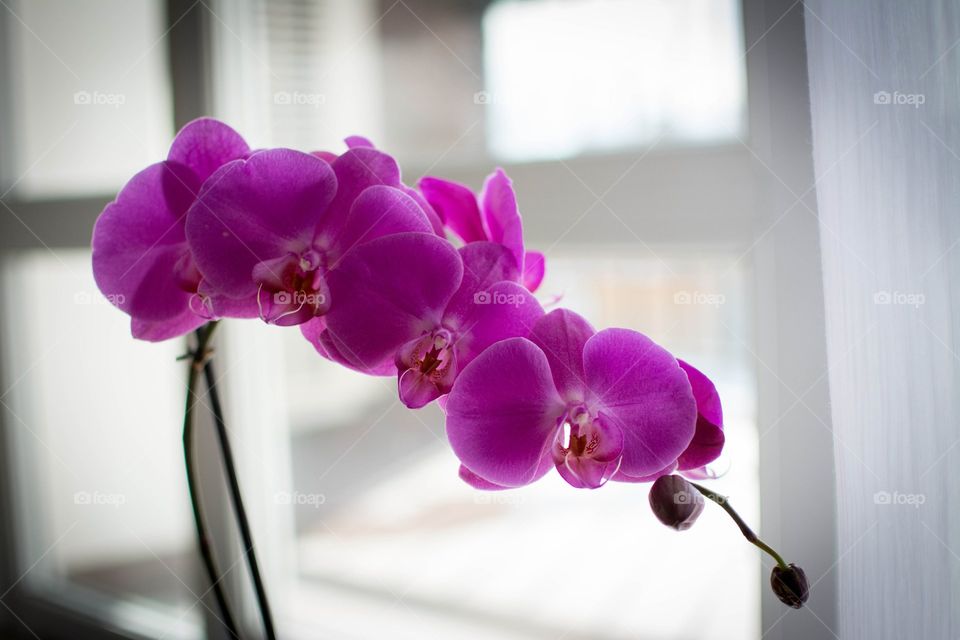 Orchid