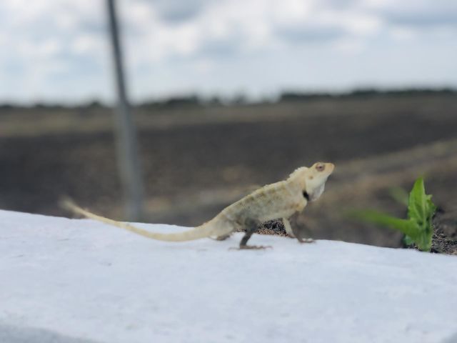 Garden Lizard