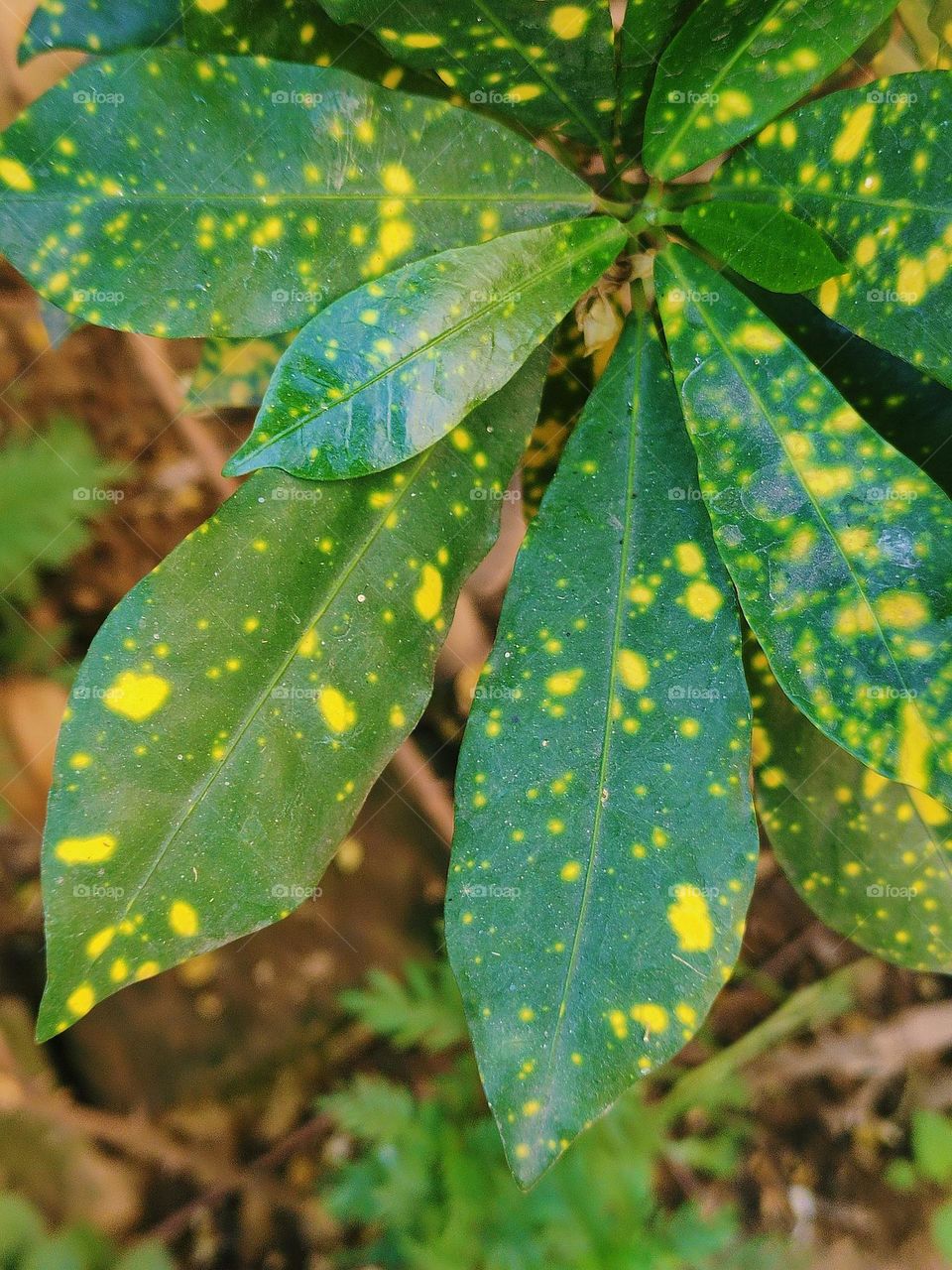 perfect blend of green and yellow