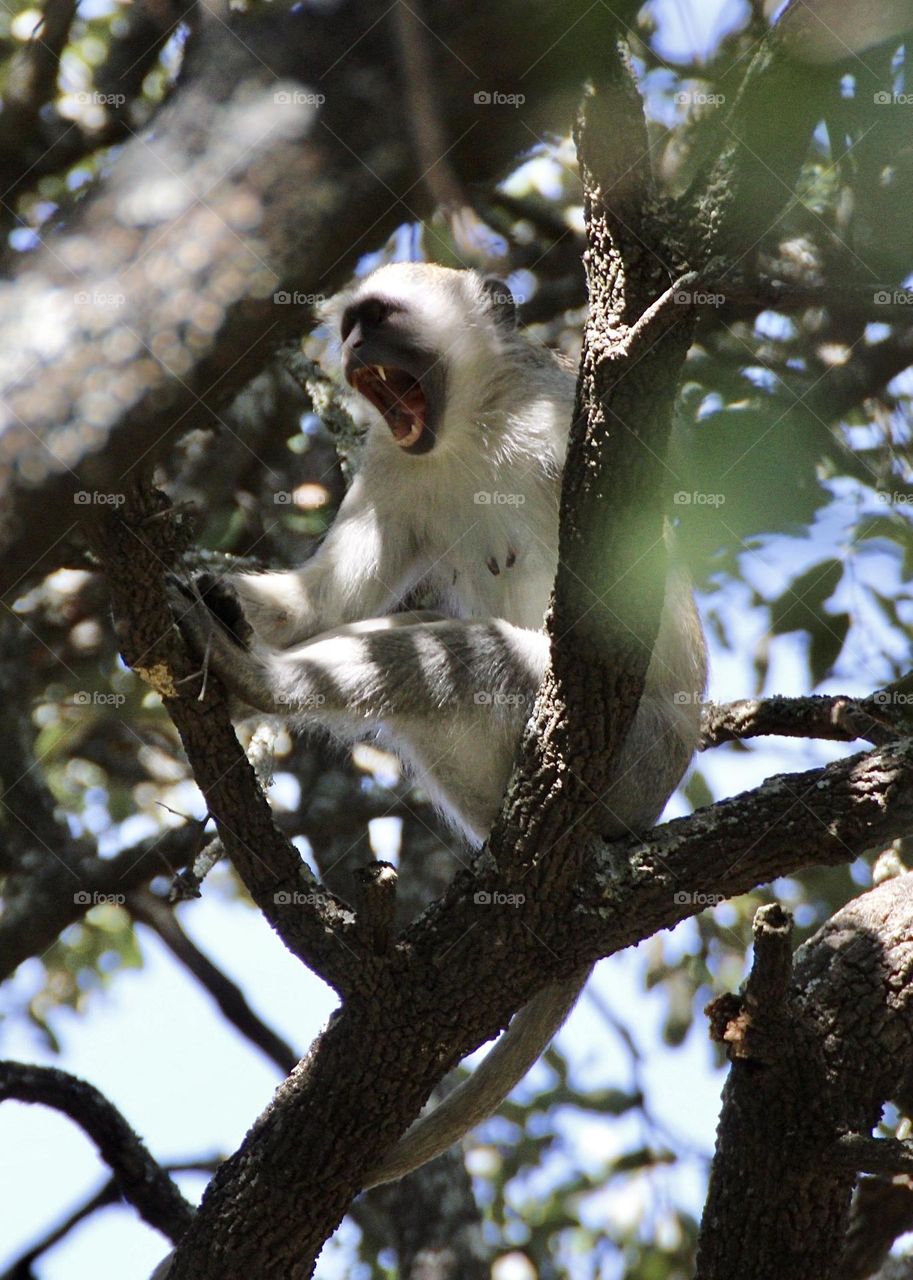 A vervet monkey yawning in a tree above me! 