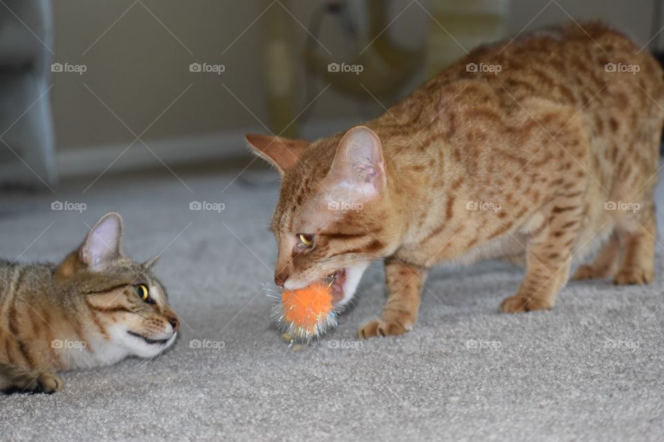 Two cats one toy