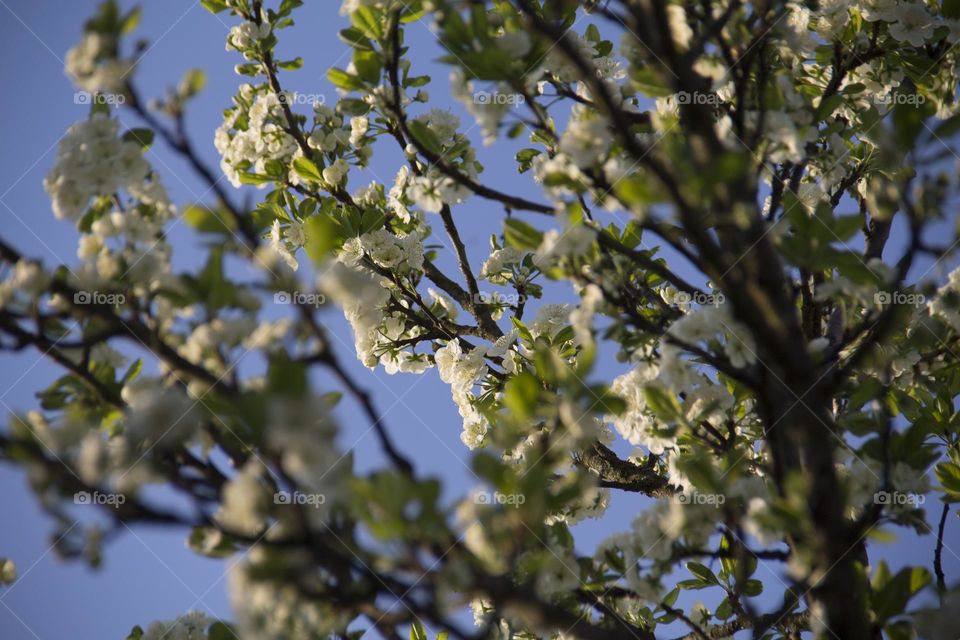 Spring flowering of trees and flowers on a sunny day in spring.