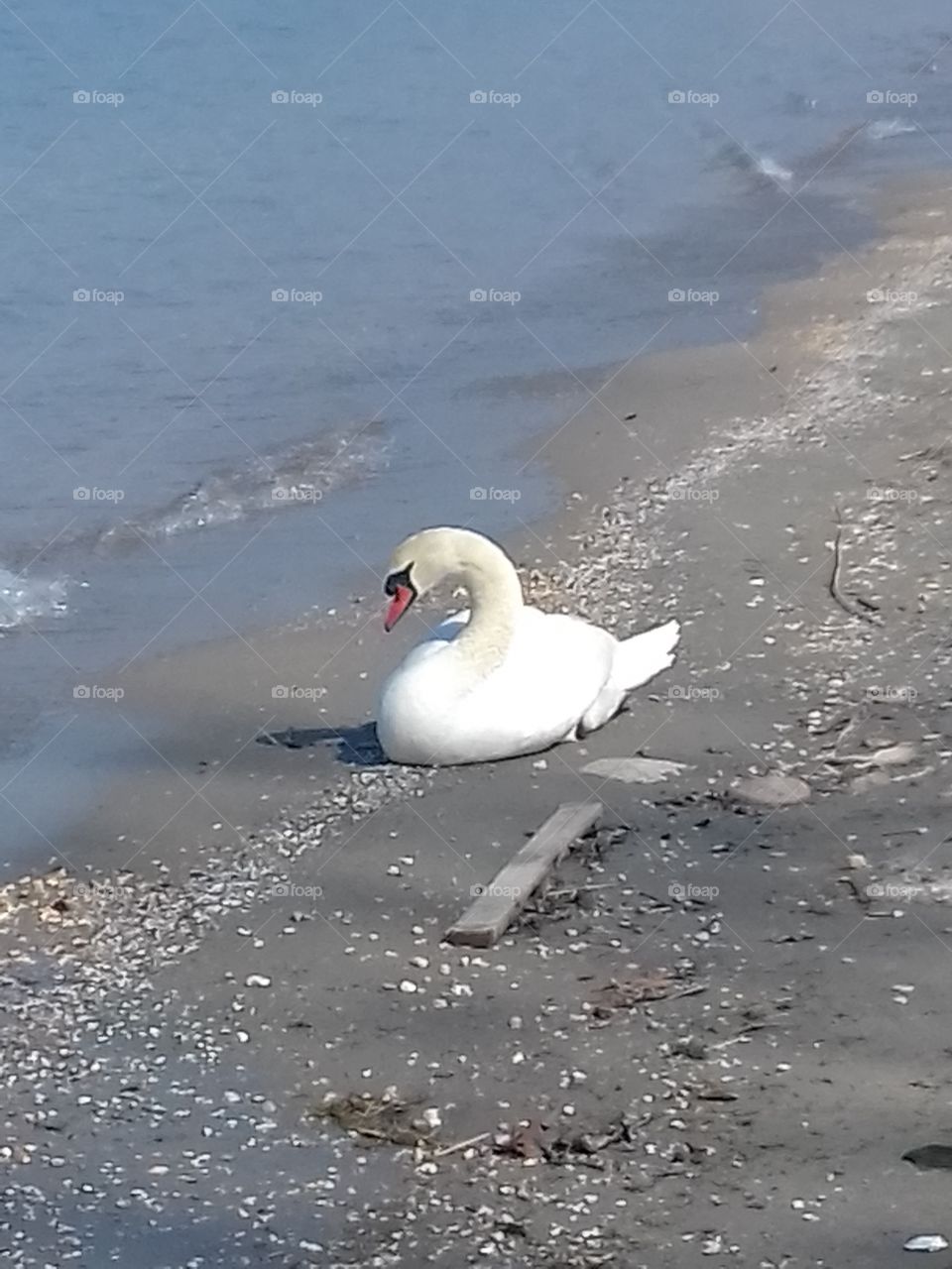 swan on garda lake shore