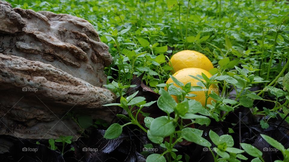 Two Ripe Lemons Lay Next To A Unique Layered Rock In Beautiful Green Ground Cover On A Damp Day.