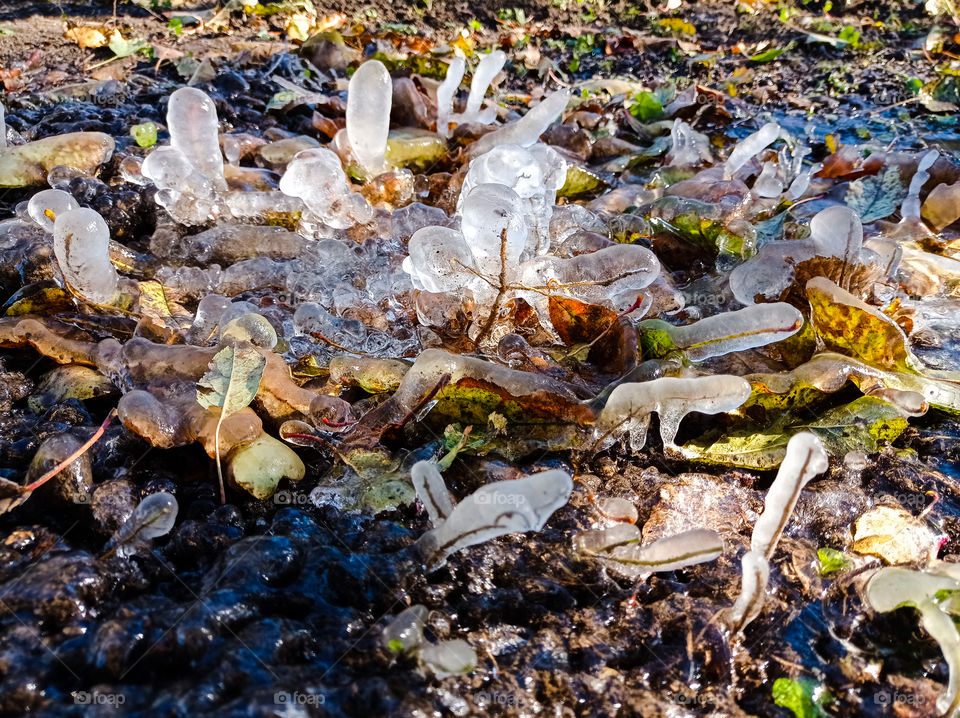 Icy fancy decorations from nature. leaves in ice.