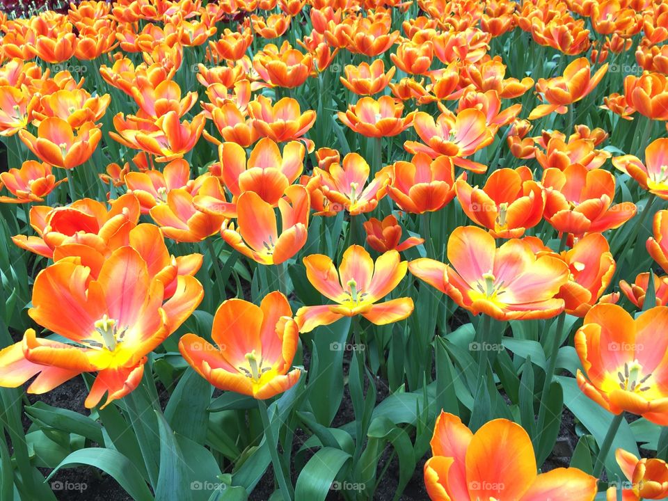 Tulip flowers blooming in field