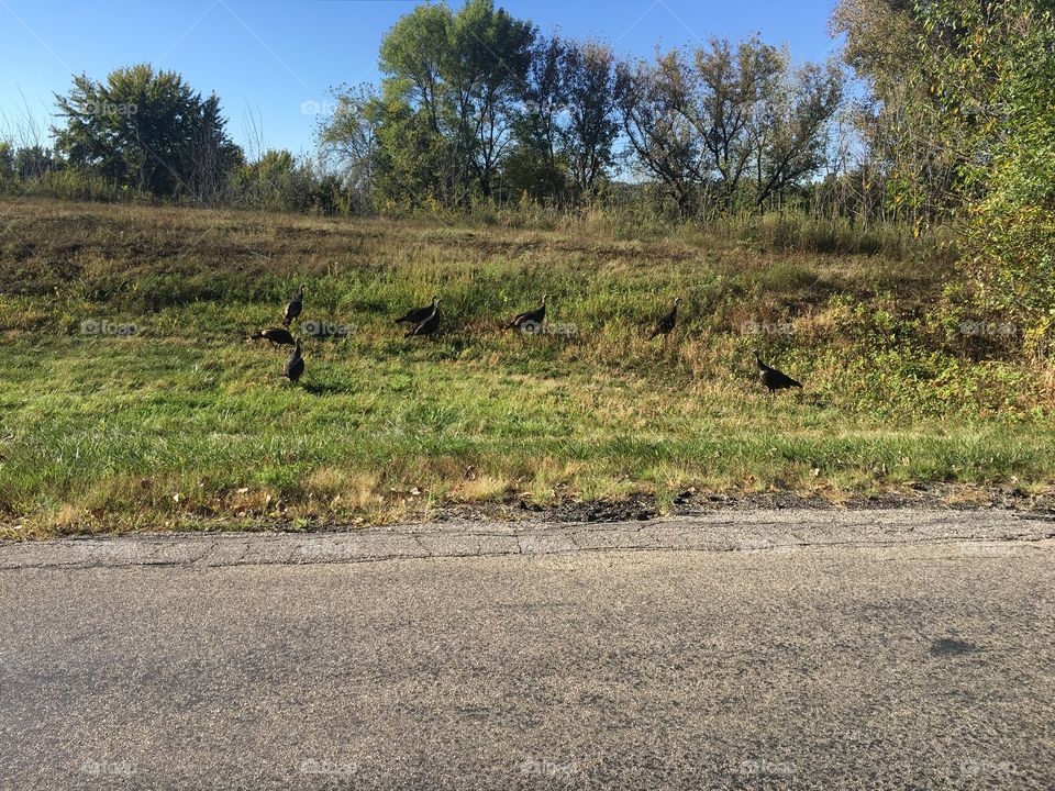 Turkeys alongside the road