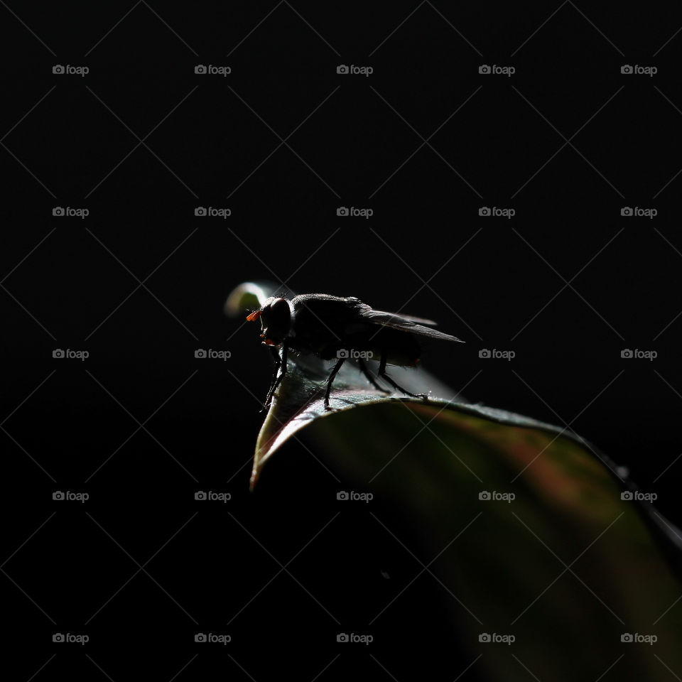 I took this image at my office. Every morning during Covid-19 pandemic I open window near to my table to let fresh air and direct sunshine in. Suddenly a fly flew from outside and perched on a leaf of my indoor plant. I took some picture of it.
