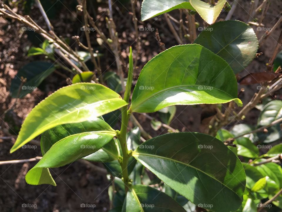 Leaf, Nature, Flora, No Person, Growth