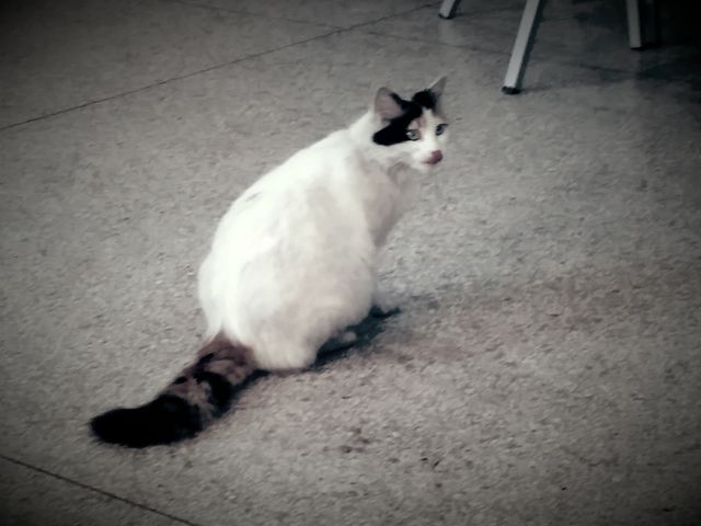 cat
