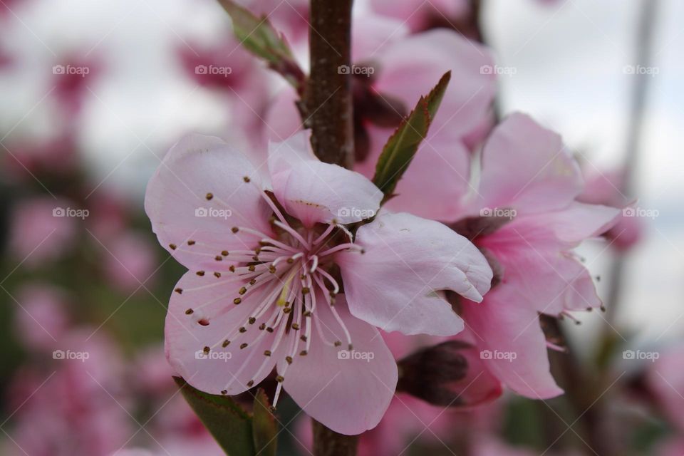 🌸Peach blossoms in Spring🌸