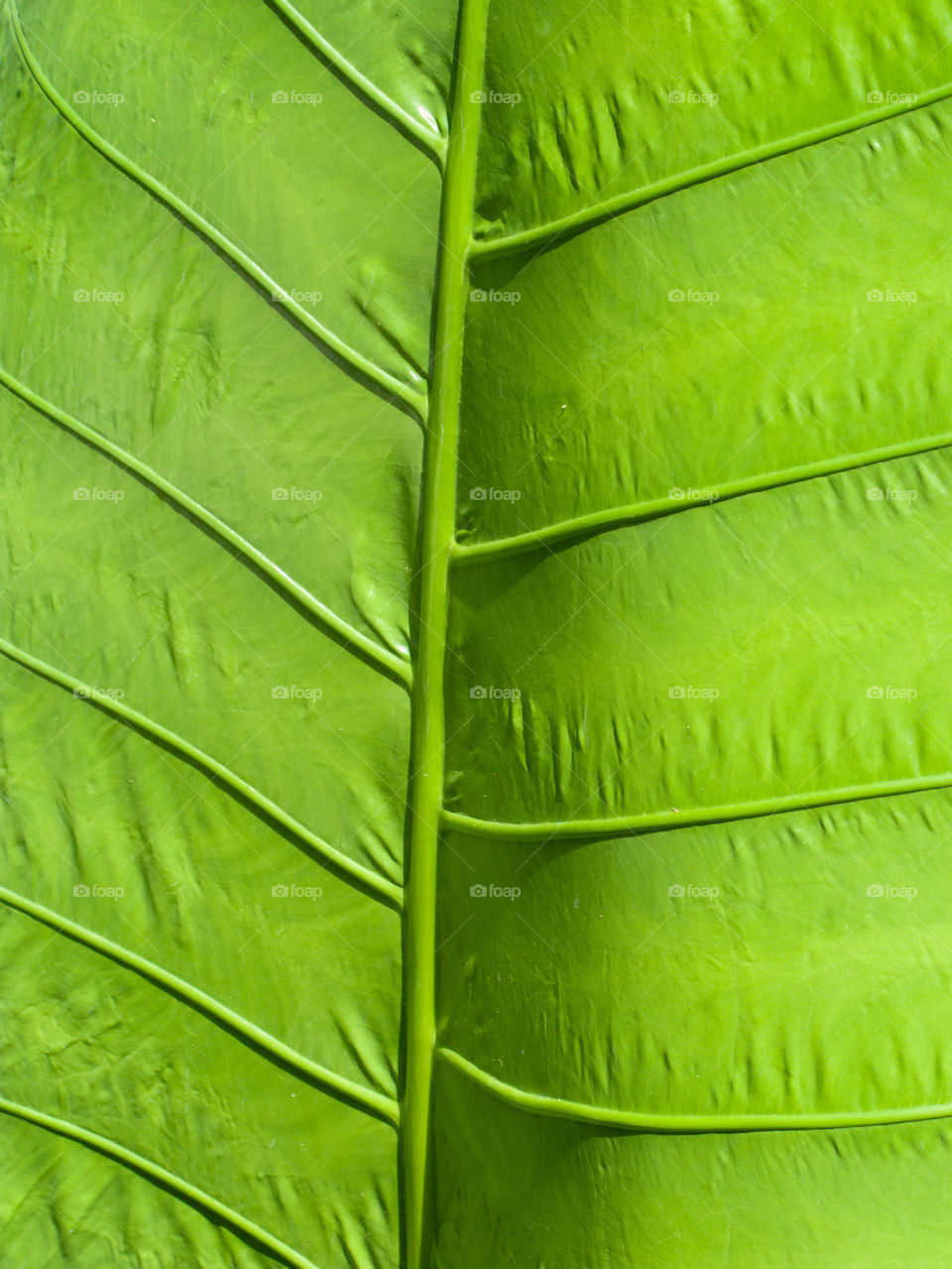 Exotic green plant leaf