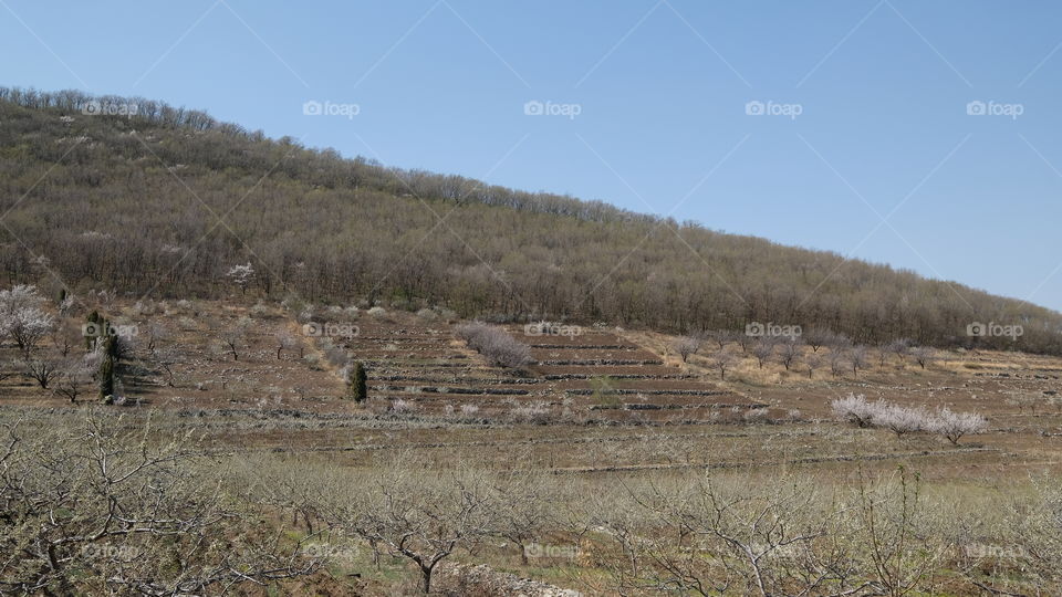 an orchard in spring