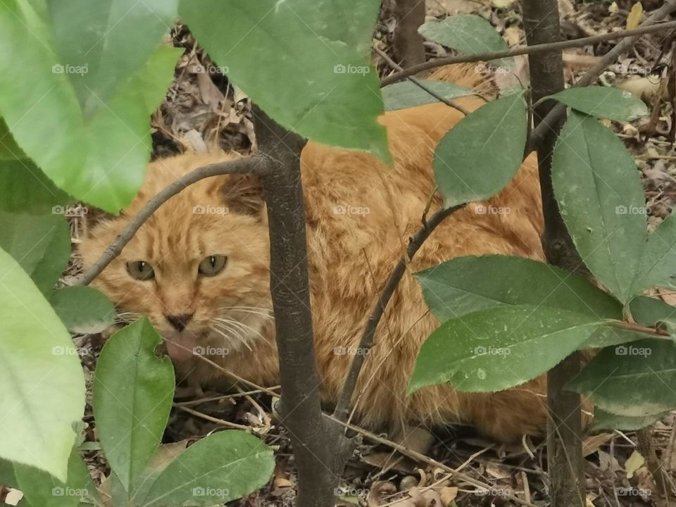 流浪猫，A stray cat
