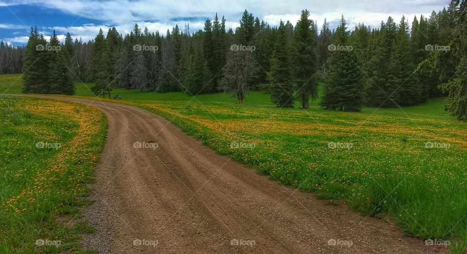 Dirt Road, Montana Meadow