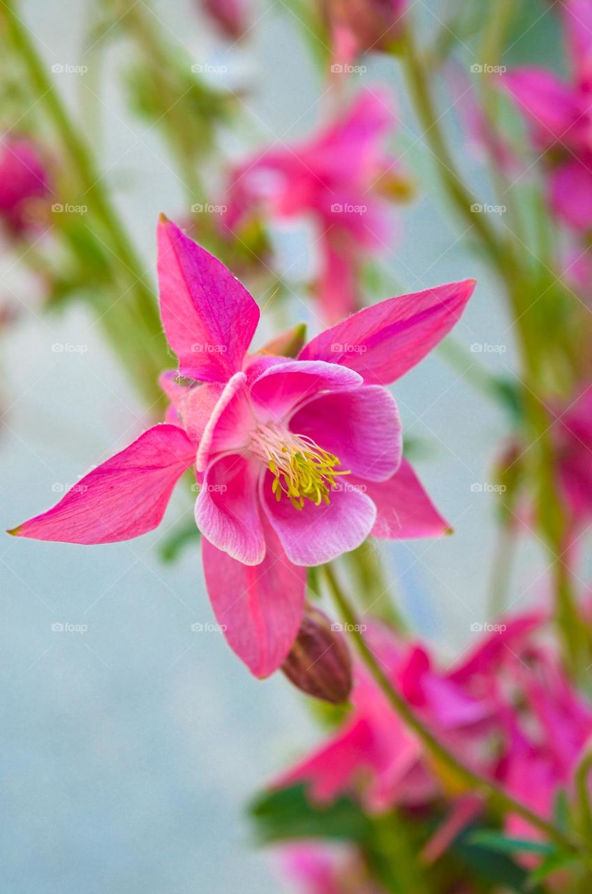 The beauty of flowers