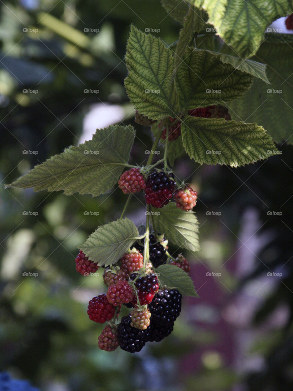Berries in the sun