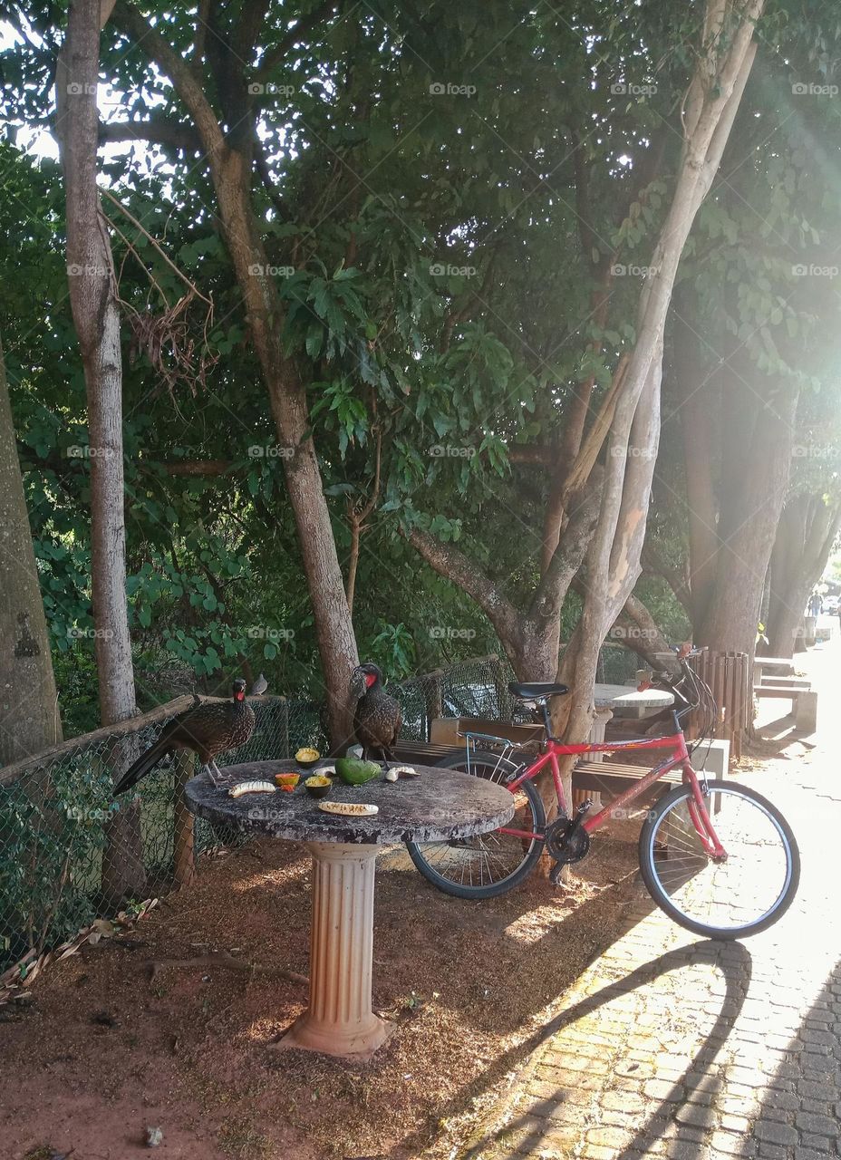 Dusky legged guan's eating on a table by a walking path near a river in the city. A red bicycle nearby