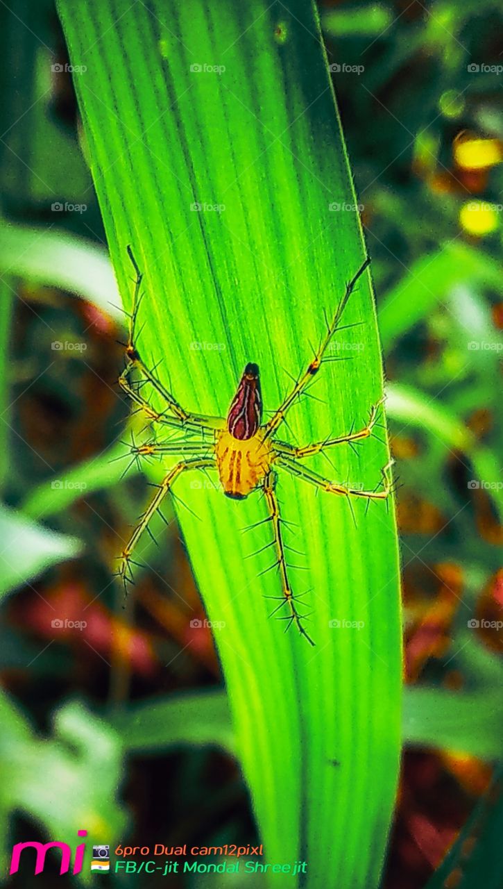 📱mi 6pro
Mobile Photography:) From_Kalicharan Pur/West Bengal (Ind🇮🇳)