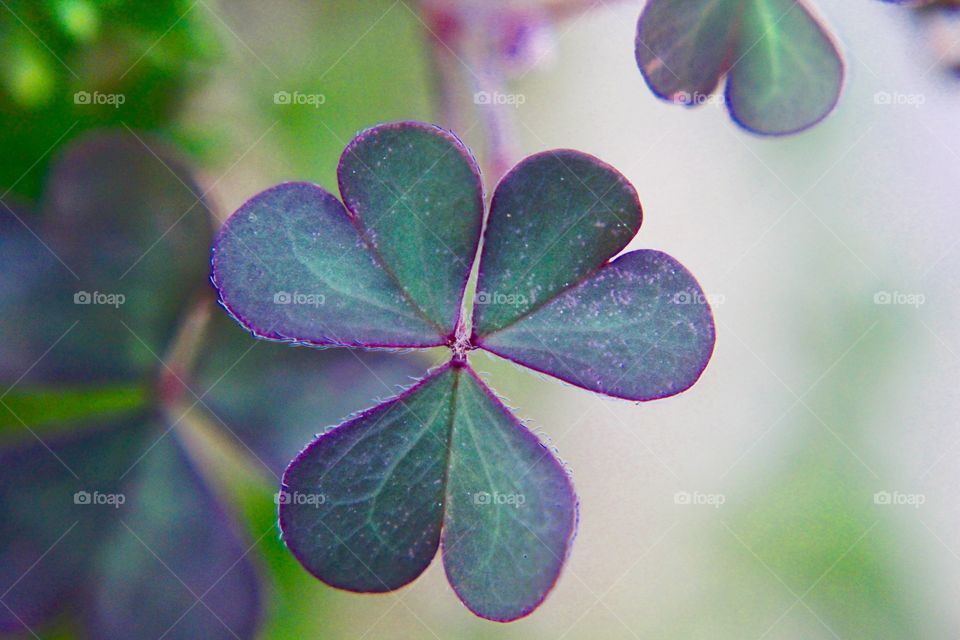 Clover leaf with a hint of purple