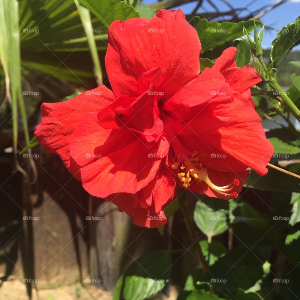 Hibiscus Flower 🌺 