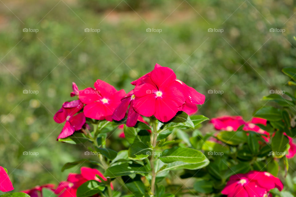 red Flowers