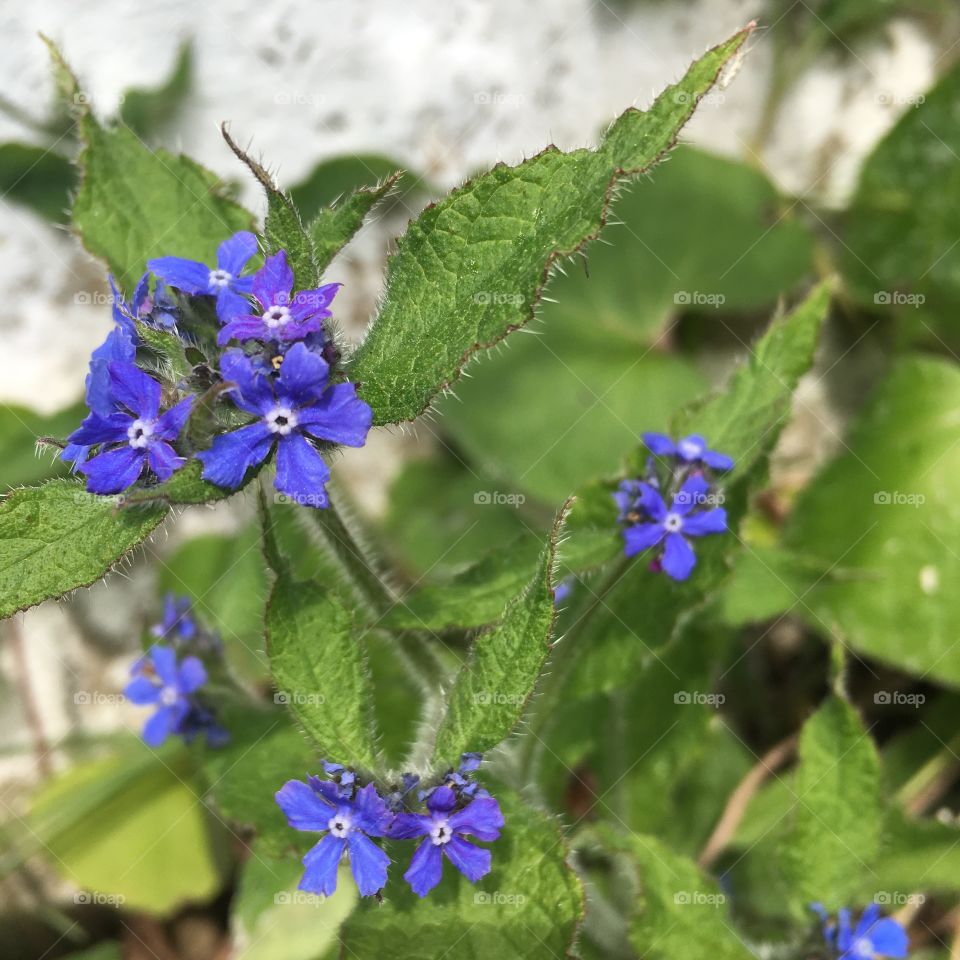 Small purple flowers and bright green leaves