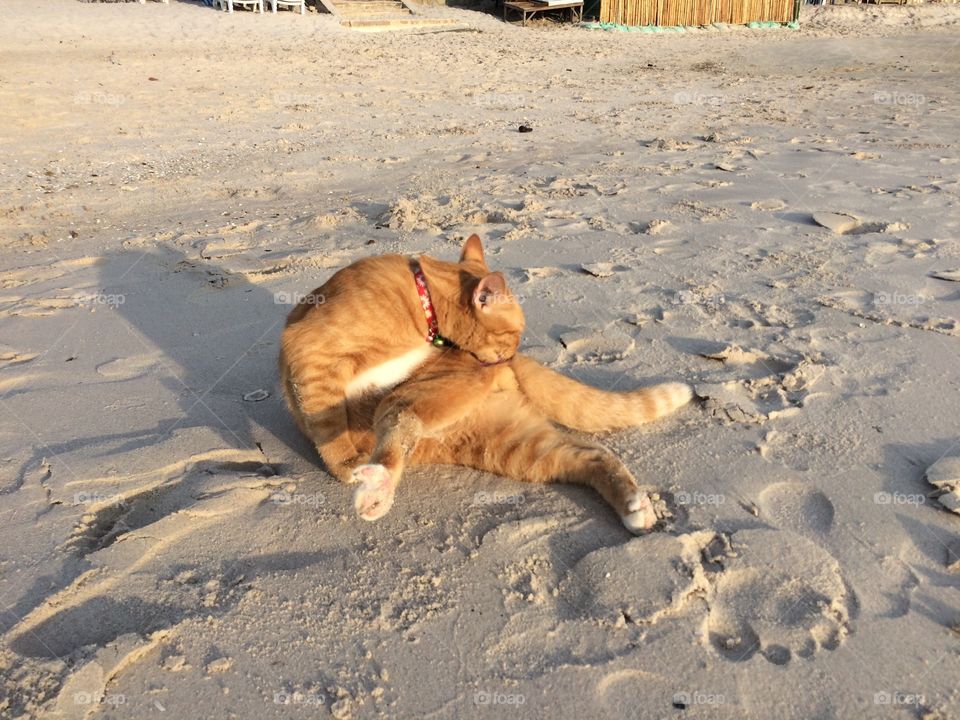 Cat on the beach