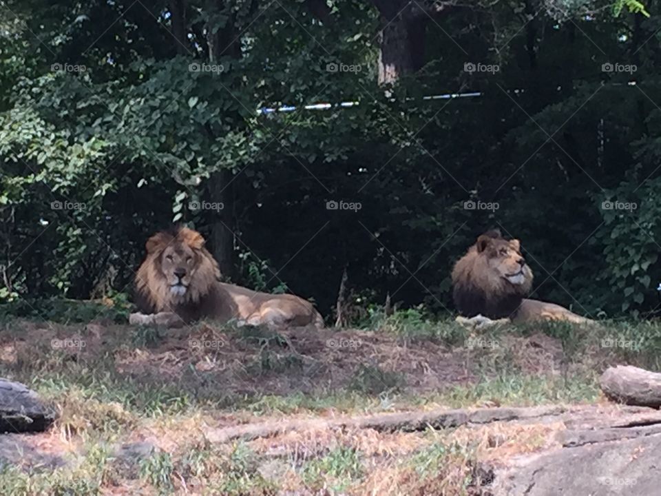 Lions 