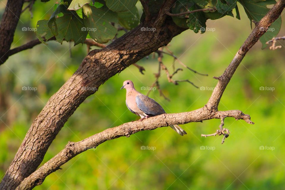 spotted dove sitting on tree, nature green blurred background