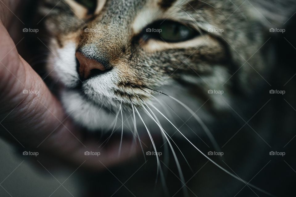 Macro shot of cat