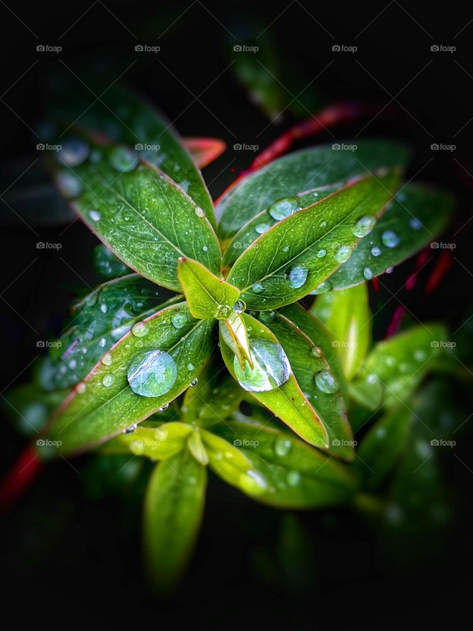 Dew drops