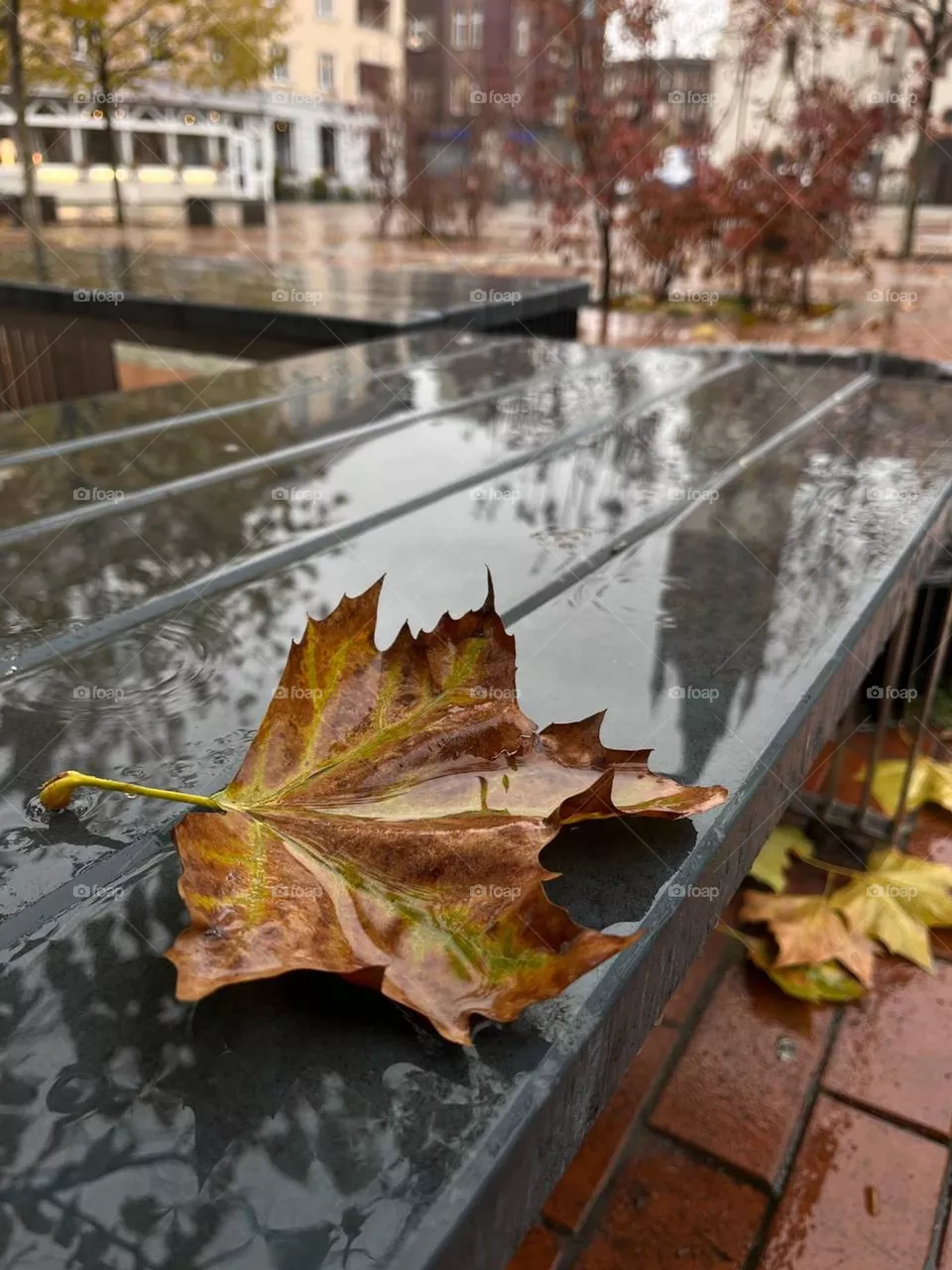 maple leaf in rainy weather