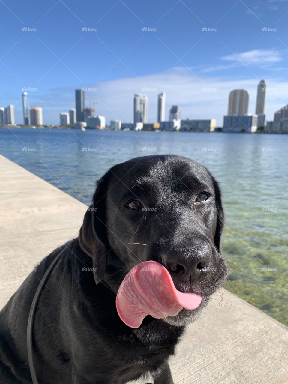 Dog on vacation in the morning to eat licking