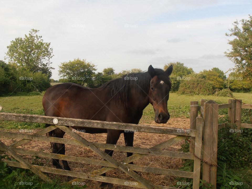 A Brown Horse Beside A Wooden Gate