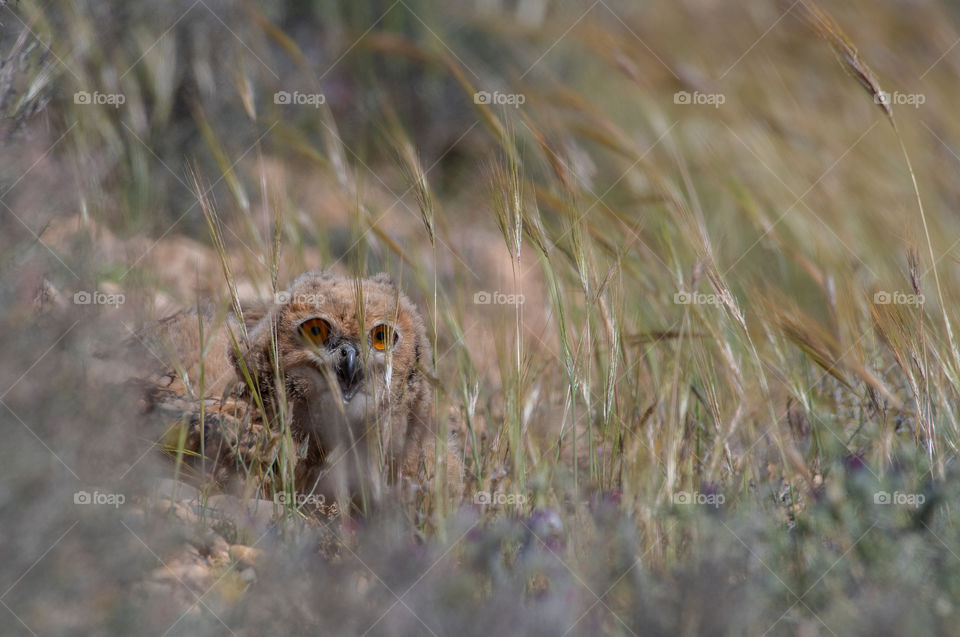 A small eagle-owl hides among the weeds