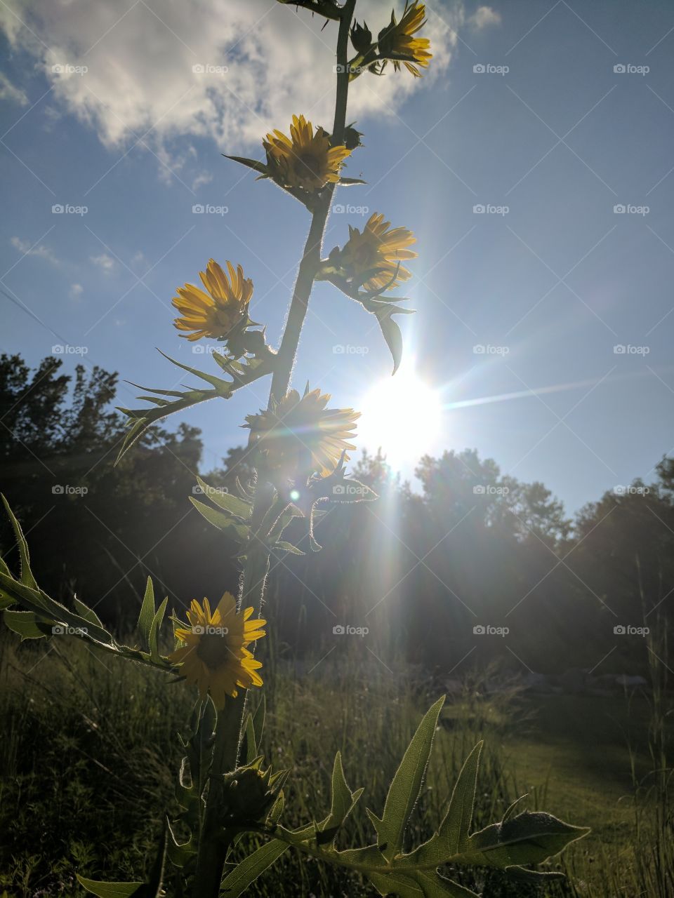 Happy Sunflowers